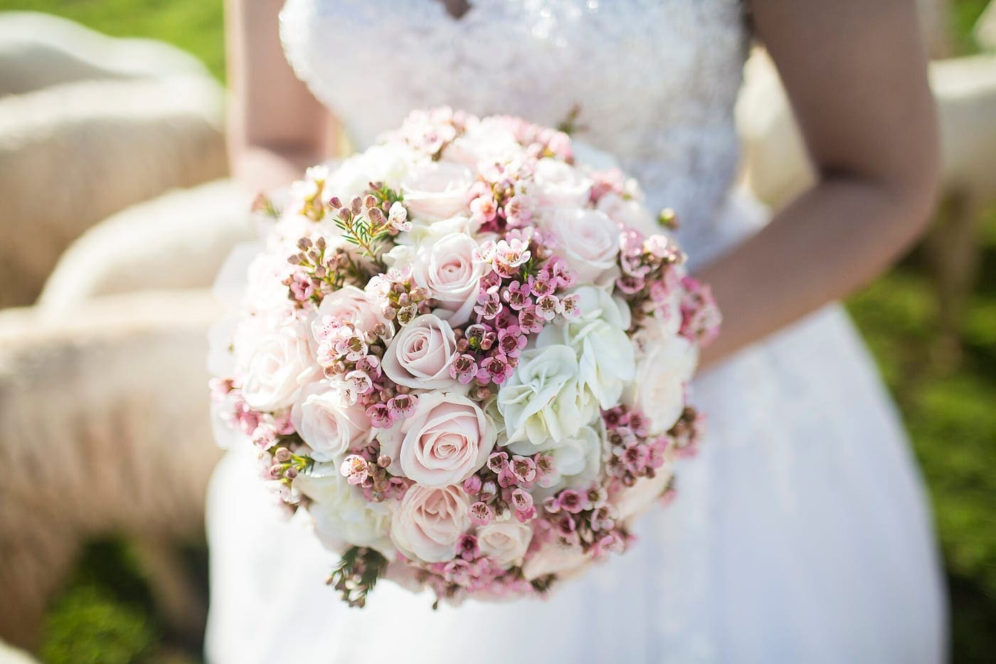 A round bouquet of blush roses and waxflower held against a white gown.
