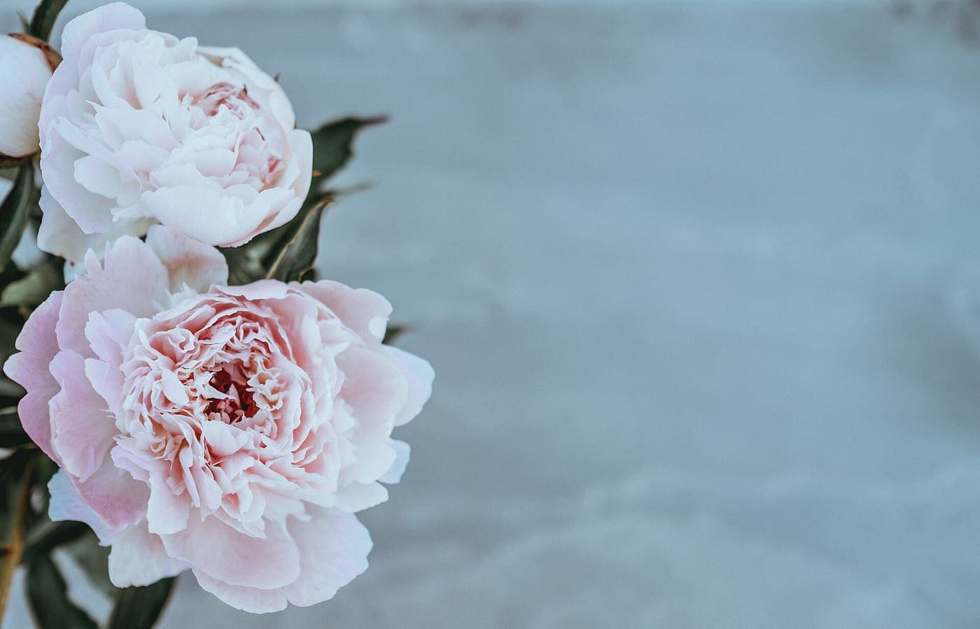 Pale pink peonies resting on a grey stone surface.