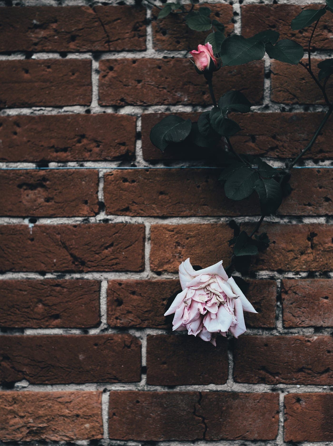 A climbing rose with a single pale pink bloom against a dark brick wall.